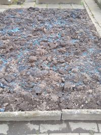 Minerald&uuml;nger (hier Blaukorn) richtet viel Schaden an. In meinen Garten lasse ich so etwas nicht rein.