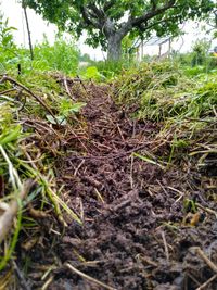 Saatrille im Mulch - beachten Sie die sch&ouml;ne Kr&uuml;melstruktur des Bodens, die sich unter dem Mulch bilden konnte.