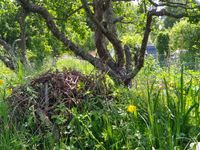 Totholz ist sehr lebendig: Hier finden Eidechsen und Laufk&auml;fer, die gerne Schnecken fressen, einen sicheren Unterschlupf.